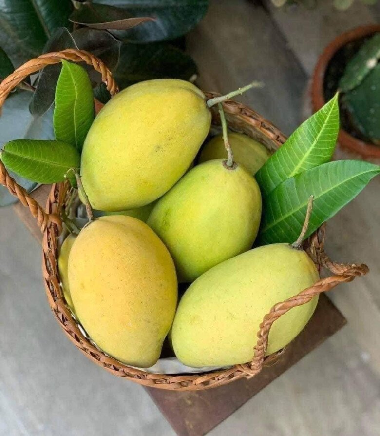 Loại quả "tốt nhất thế giới" chỉ có ở Đồng Tháp, thành đặc sản đắt khách dịp Tết, trồng một lần thu hoạch nhiều năm - 3