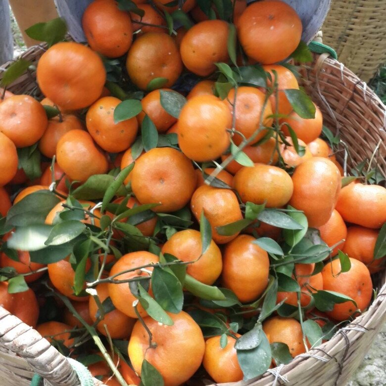 Loại quả “tốt nhất thế giới” chỉ có ở Đồng Tháp, thành đặc sản hút khách dịp Tết, trồng một lần thu hoạch nhiều năm - 2