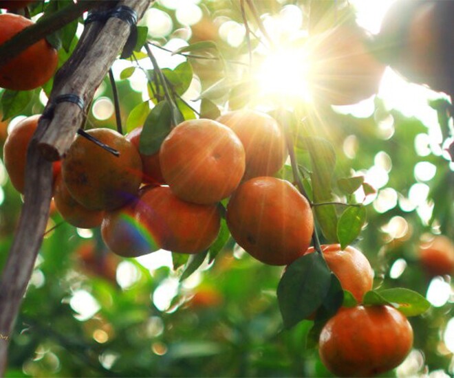 Loại quả “tốt nhất thế giới” chỉ có ở Đồng Tháp, thành đặc sản hút khách dịp Tết, trồng một lần thu hoạch nhiều năm - 1