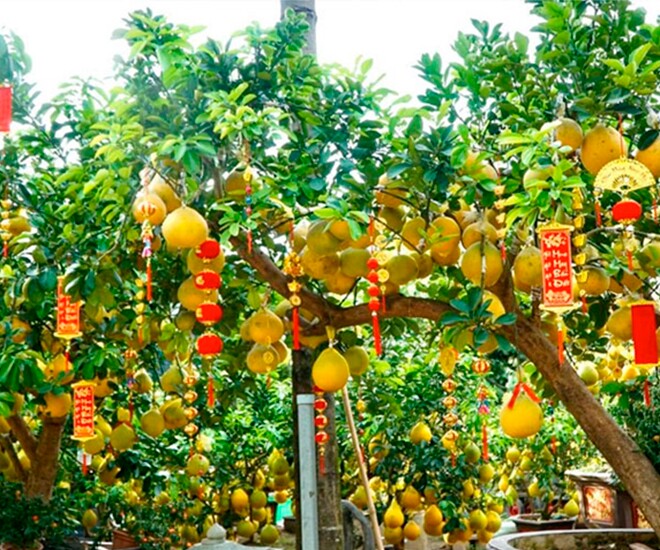 Loại quả "tốt nhất thế giới" chỉ có ở Hà Nội, trồng một lần thu hoạch nhiều năm, thành đặc sản được ưa chuộng dịp Tết - 1