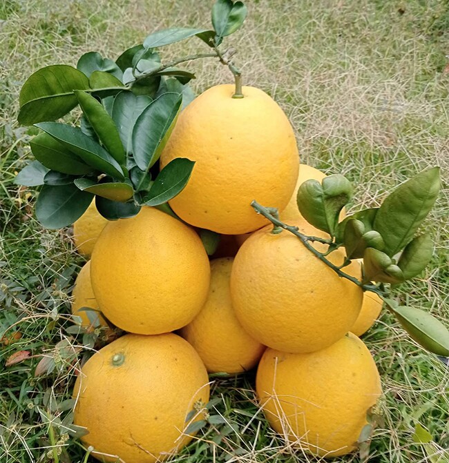 Loại quả "tốt nhất thế giới" chỉ có ở Hà Nội, trồng một lần thu hoạch nhiều năm, thành đặc sản được ưa chuộng dịp Tết - 2