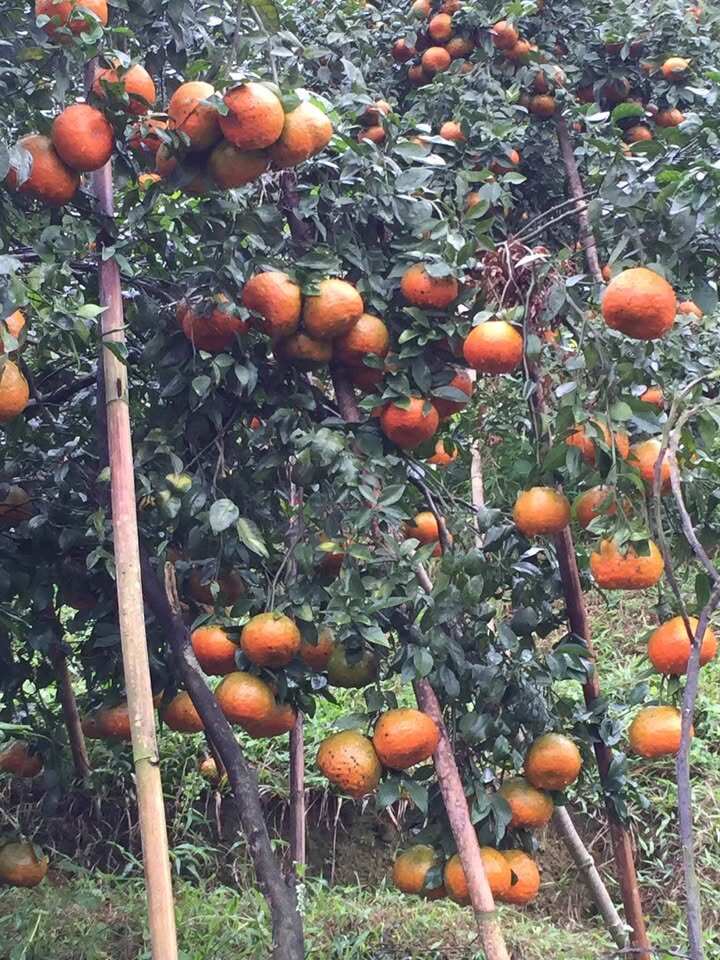 Loại quả "tốt nhất thế giới" chỉ có ở Hà Tĩnh, thành đặc sản được ưa chuộng, trồng một lần thu hoạch nhiều năm - 2