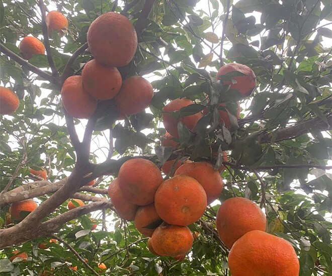 Loại quả "tốt nhất thế giới" chỉ có ở Hà Tĩnh, thành đặc sản được ưa chuộng, trồng một lần thu hoạch nhiều năm - 1