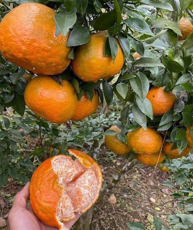 Loại quả "tốt nhất thế giới" chỉ có ở Hà Tĩnh, thành đặc sản được ưa chuộng, trồng một lần thu hoạch nhiều năm - 3