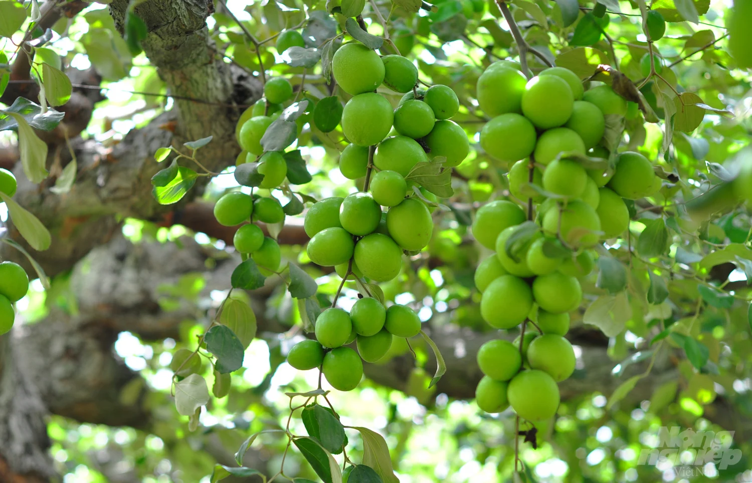 Loại quả “tốt nhất thế giới” chỉ có ở Khánh Hoà, thành đặc sản hút khách dịp Tết, trồng một lần thu hoạch nhiều năm - 4