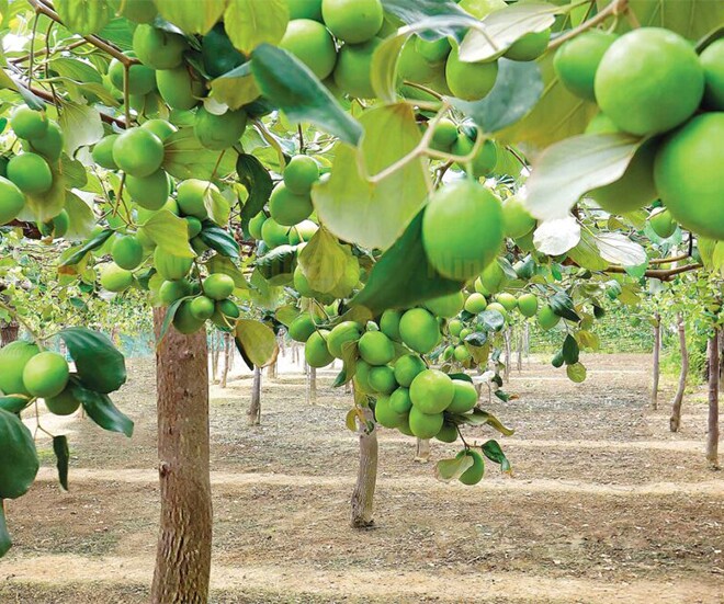 Loại quả “tốt nhất thế giới” chỉ có ở Khánh Hoà, thành đặc sản hút khách dịp Tết, trồng một lần thu hoạch nhiều năm - 1