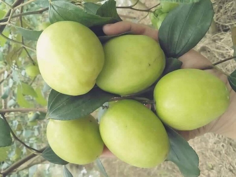 Loại quả “tốt nhất thế giới” chỉ có ở Khánh Hoà, thành đặc sản hút khách dịp Tết, trồng một lần thu hoạch nhiều năm - 5