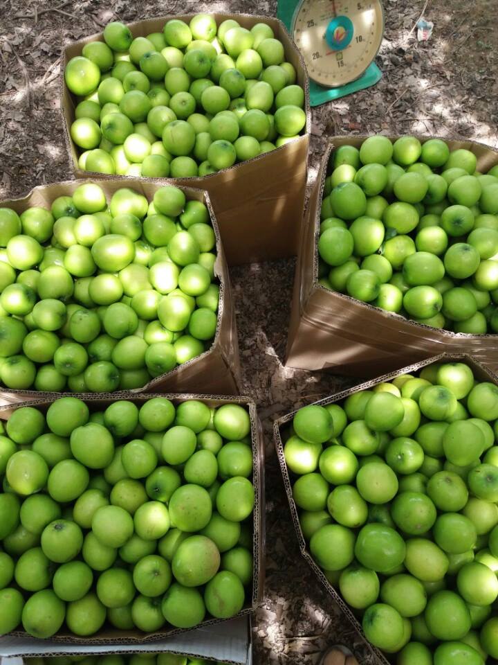 Loại quả “tốt nhất thế giới” chỉ có ở Khánh Hoà, thành đặc sản nổi tiếng hút khách dịp Tết, tốt cho sức khoẻ - 2