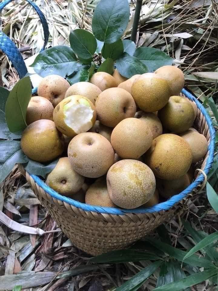 Loại quả “tốt nhất thế giới” chỉ có ở Lai Châu, thành đặc sản hút khách giá 40.000 đ/kg, trồng một lần thu hoạch nhiều năm - 2