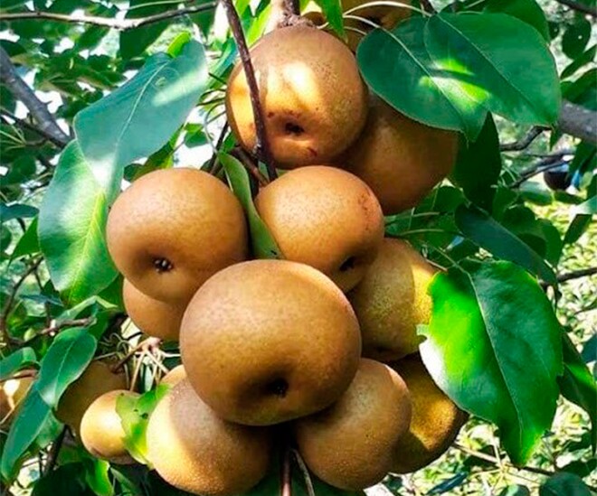 Loại quả “tốt nhất thế giới” chỉ có ở Lai Châu, thành đặc sản hút khách giá 40.000 đ/kg, trồng một lần thu hoạch nhiều năm - 1