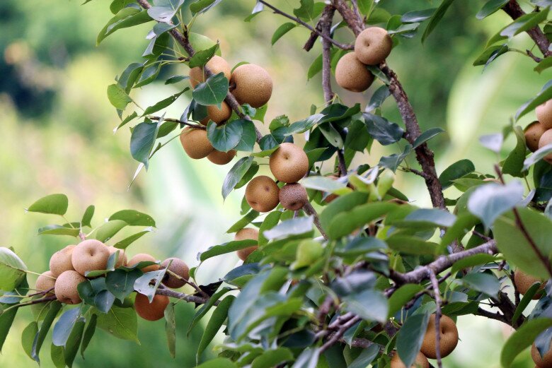 Loại quả “tốt nhất thế giới” chỉ có ở Lai Châu, thành đặc sản hút khách giá 40.000 đ/kg, trồng một lần thu hoạch nhiều năm - 3