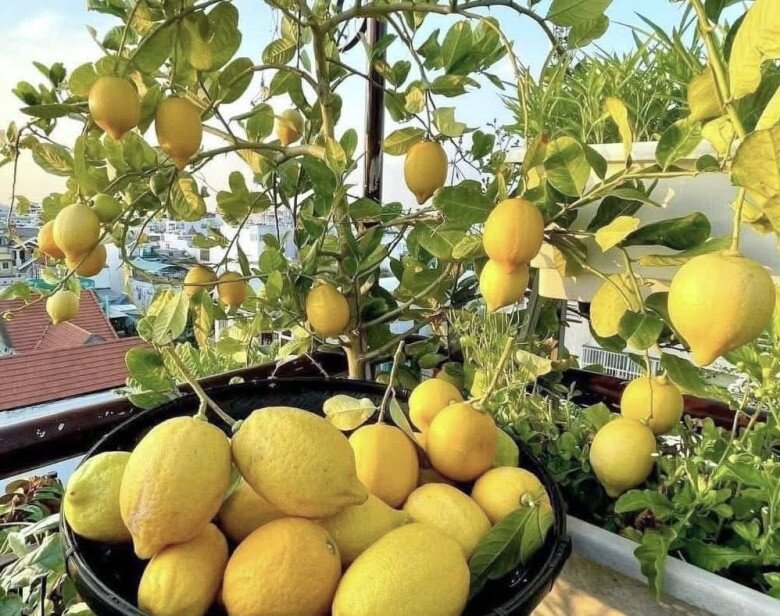 Loại quả "tốt nhất thế giới" chỉ có ở Lâm Đồng, trồng một lần thu hoạch nhiều năm, thành đặc sản được ưa chuộng - 3