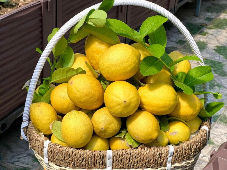 Loại quả "tốt nhất thế giới" chỉ có ở Lâm Đồng, trồng một lần thu hoạch nhiều năm, thành đặc sản được ưa chuộng - 4