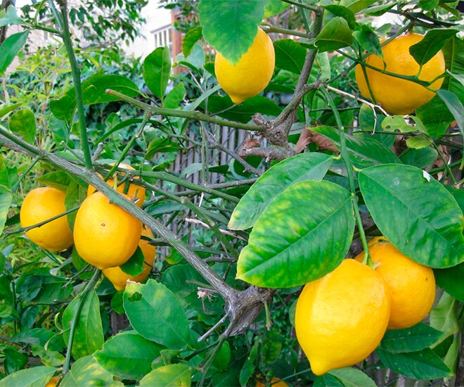 Loại quả "tốt nhất thế giới" chỉ có ở Lâm Đồng, trồng một lần thu hoạch nhiều năm, thành đặc sản được ưa chuộng - 1