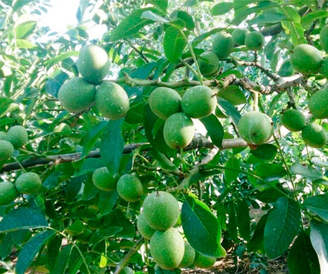 Loại quả "tốt nhất thế giới" chỉ có ở Lào Cai, trồng một lần thu hoạch nhiều năm, thành đặc sản 200.000 đồng/kg - 1