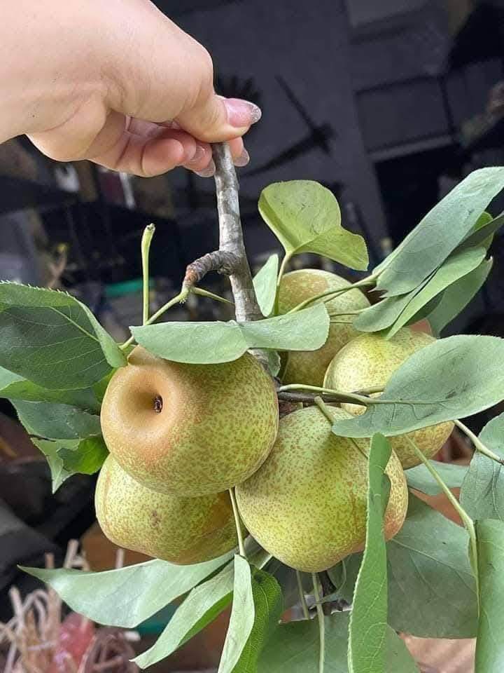 Loại quả “tốt nhất thế giới” chỉ có ở Lào Cai, trồng một lần thu hoạch nhiều năm, thành đặc sản nổi tiếng 65.000 đồng/kg - 3