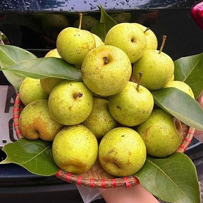 Loại quả “tốt nhất thế giới” chỉ có ở Lào Cai, trồng một lần thu hoạch nhiều năm, thành đặc sản nổi tiếng 65.000 đồng/kg - 2