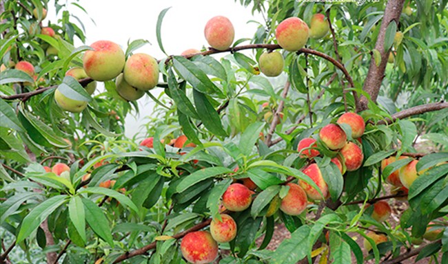 Loại quả “tốt nhất thế giới” chỉ có ở Lào Cai,  trồng một lần thu hoạch nhiều năm, thành đặc sản nổi tiếng 90.000 đồng/kg - 4