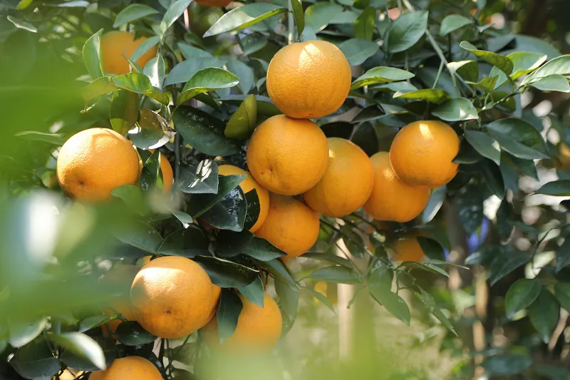 Loại quả "tốt nhất thế giới" chỉ có ở Nghệ An, thành đặc sản được ưa chuộng dịp Tết, trồng một lần thu hoạch nhiều năm - 2