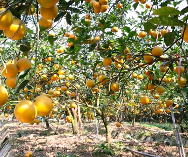 Loại quả "tốt nhất thế giới" chỉ có ở Nghệ An, thành đặc sản được ưa chuộng dịp Tết, trồng một lần thu hoạch nhiều năm - 1