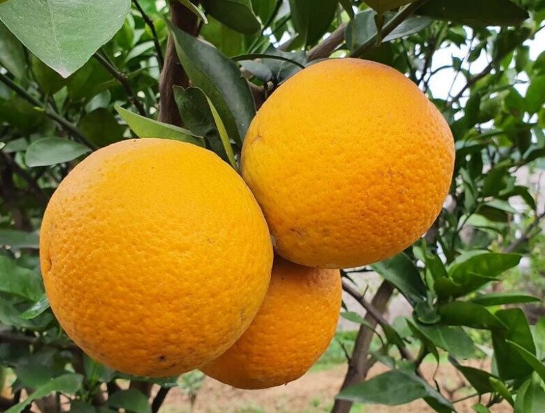 Loại quả "tốt nhất thế giới" chỉ có ở Nghệ An, thành đặc sản được ưa chuộng dịp Tết, trồng một lần thu hoạch nhiều năm - 3