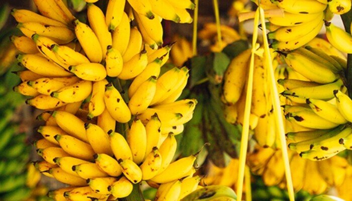 Loại quả "tốt nhất thế giới" chỉ có ở Ninh Bình, trồng 9 tháng cho thu hoạch, thành đặc sản hút khách dịp Tết giá 80.000 đ/kg - 2