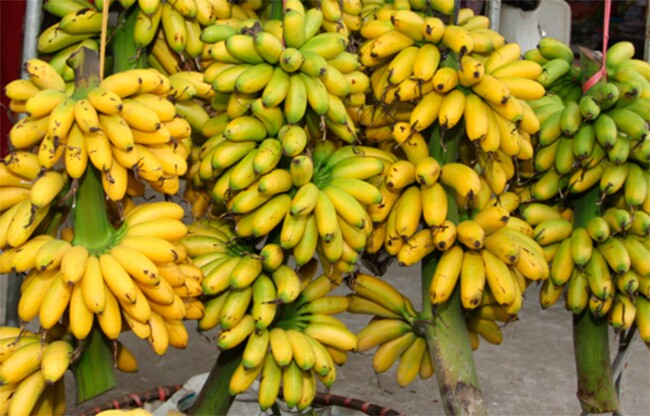 Loại quả "tốt nhất thế giới" chỉ có ở Ninh Bình, trồng 9 tháng cho thu hoạch, thành đặc sản hút khách dịp Tết giá 80.000 đ/kg - 4