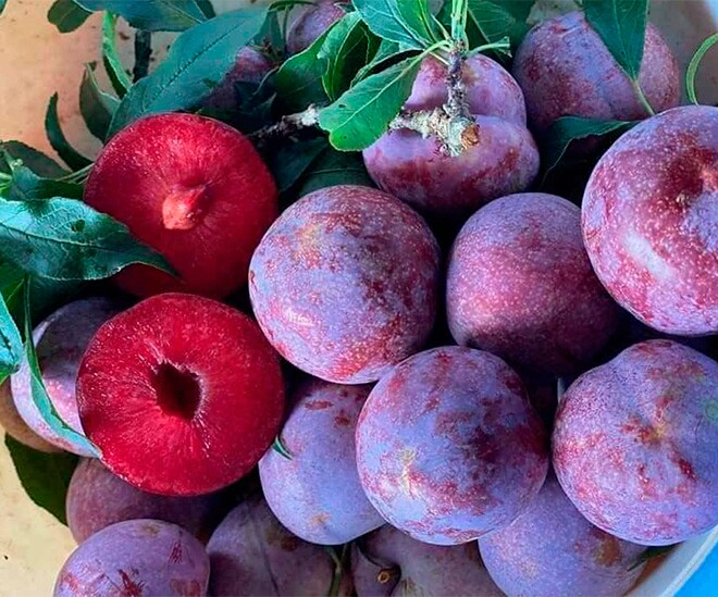 Loại quả “tốt nhất thế giới” chỉ có ở Sơn La, thành đặc sản nổi tiếng 80.000 đồng/kg, trồng một lần thu hoạch nhiều năm - 1