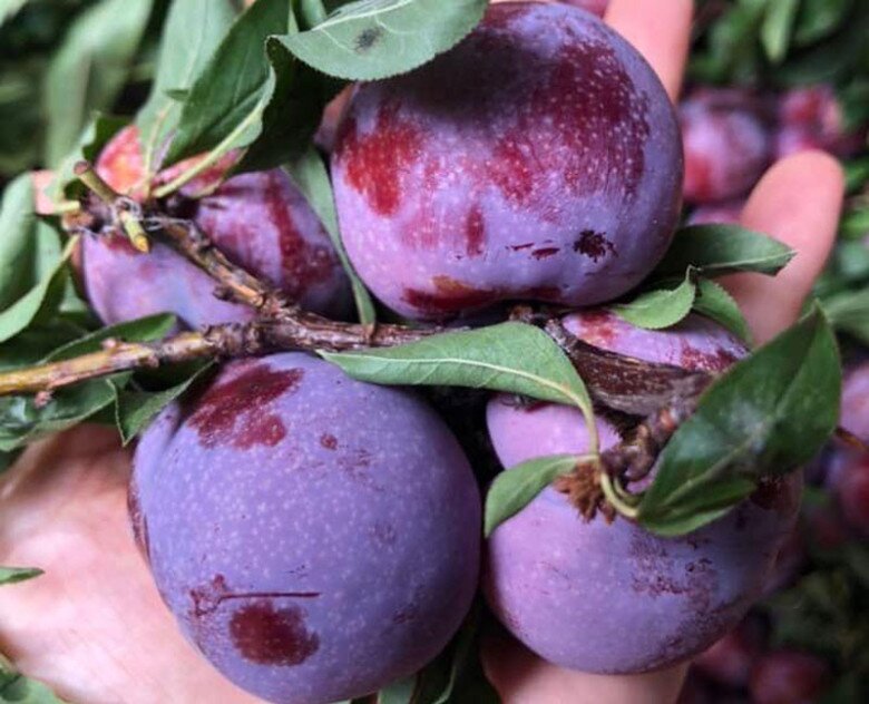 Loại quả “tốt nhất thế giới” chỉ có ở Sơn La, thành đặc sản nổi tiếng 80.000 đồng/kg, trồng một lần thu hoạch nhiều năm - 3