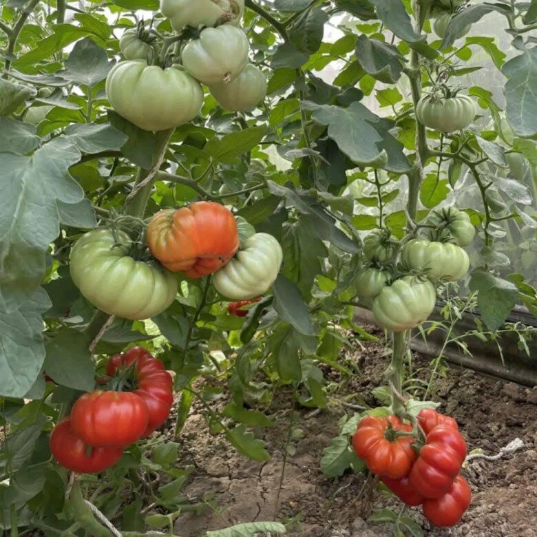 Loại quả “tốt nhất thế giới” chỉ có ở Sơn La, trồng 3 tháng cho thu hoạch, thành đặc sản nổi tiếng 80.000 đồng/kg - 4