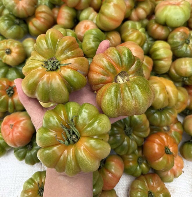 Loại quả “tốt nhất thế giới” chỉ có ở Sơn La, trồng 3 tháng cho thu hoạch, thành đặc sản nổi tiếng 80.000 đồng/kg - 2