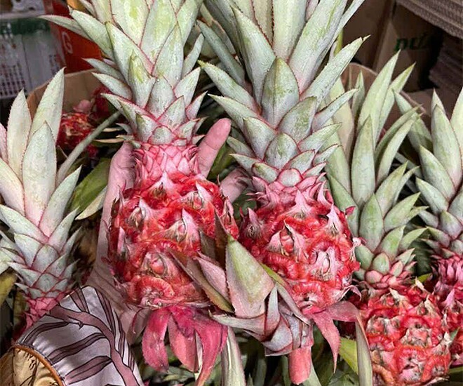 Loại quả "tốt nhất thế giới" chỉ có ở Tây Ninh, thành đặc sản bày mâm ngũ quả Tết, trồng 11 tháng cho thu hoạch - 1