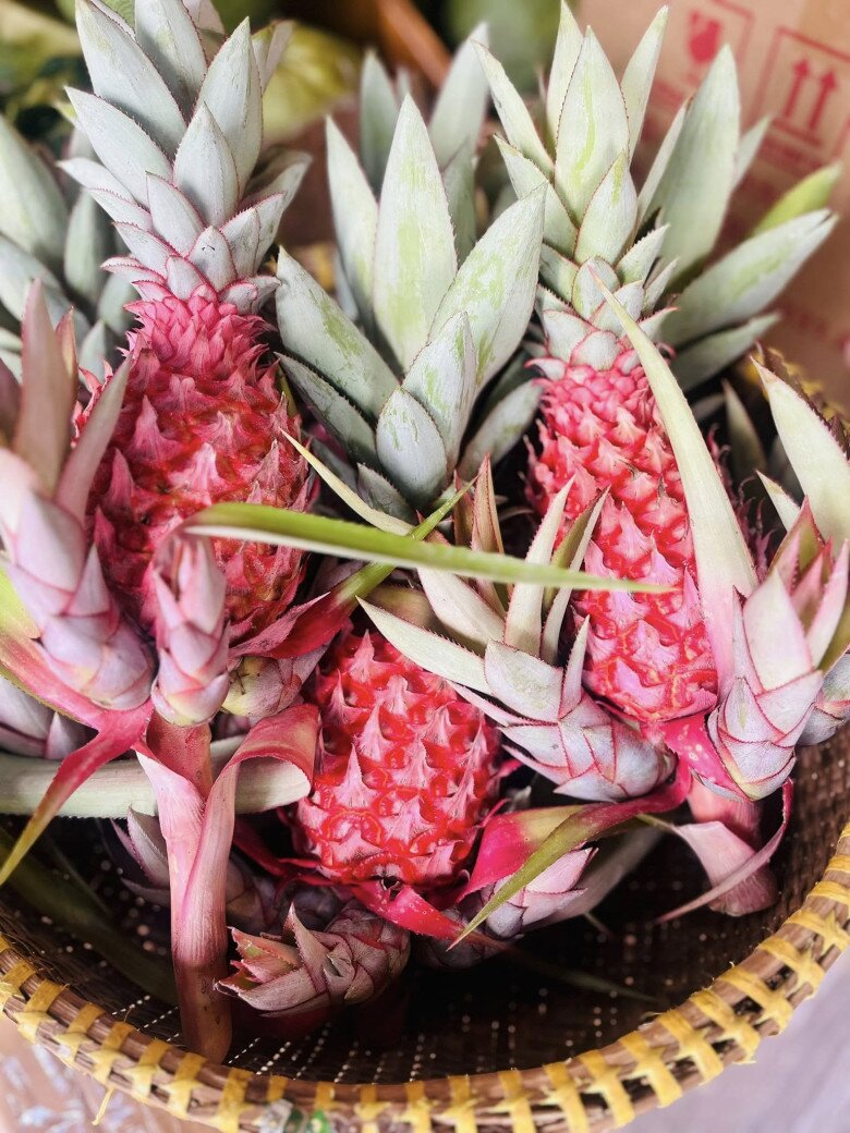 Loại quả "tốt nhất thế giới" chỉ có ở Tây Ninh, thành đặc sản bày mâm ngũ quả Tết, trồng 11 tháng cho thu hoạch - 3