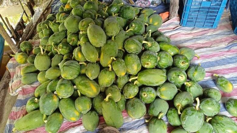 Loại quả "tốt nhất thế giới" chỉ có ở Tây Ninh, trồng 6 tháng cho thu hoạch, thành đặc sản Tết được ưa chuộng - 2