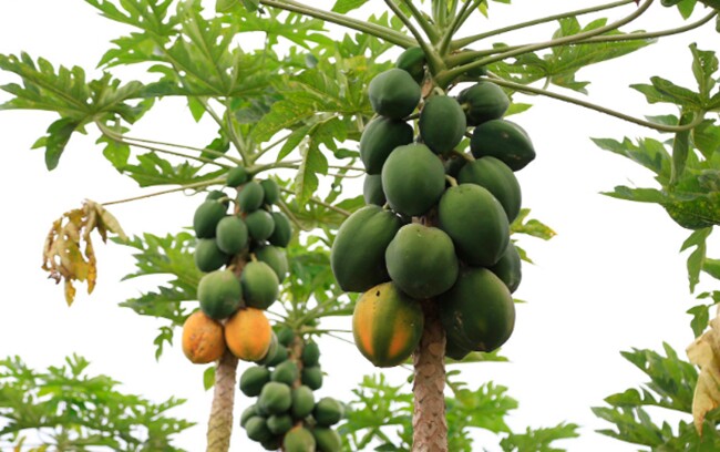 Loại quả "tốt nhất thế giới" chỉ có ở Tây Ninh, trồng 6 tháng cho thu hoạch, thành đặc sản Tết được ưa chuộng - 3