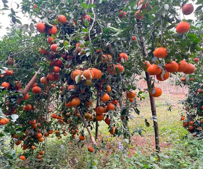 Loại quả "tốt nhất thế giới" chỉ có ở Thái Nguyên, trồng một lần thu hoạch nhiều năm, thành đặc sản được ưa chuộng dịp Tết - 1