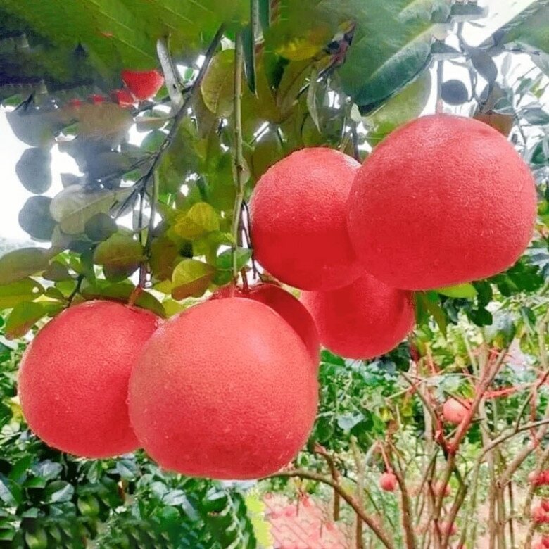 Loại quả "tốt nhất thế giới" chỉ có ở Thanh Hoá, trồng một lần thu hoạch nhiều năm, thành đặc sản được ưa chuộng dịp Tết - 4