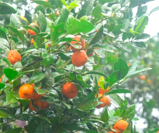 Loại quả "tốt nhất thế giới" chỉ có ở Thanh Hoá, xưa rụng đầy gốc nay thành đặc sản Tết được ưa chuộng, 40.000 đồng/kg - 1