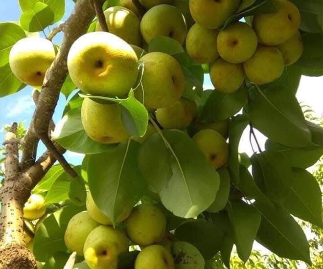 Loại quả “tốt nhất thế giới” chỉ có ở Tuyên Quang, trồng một lần thu hoạch nhiều năm, thành đặc sản nổi tiếng 70.000 đồng/kg - 1