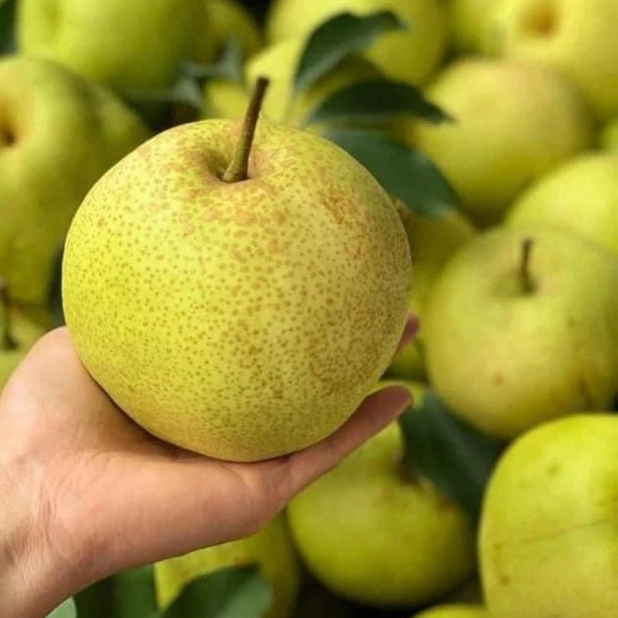 Loại quả “tốt nhất thế giới” chỉ có ở Tuyên Quang, trồng một lần thu hoạch nhiều năm, thành đặc sản nổi tiếng 70.000 đồng/kg - 4