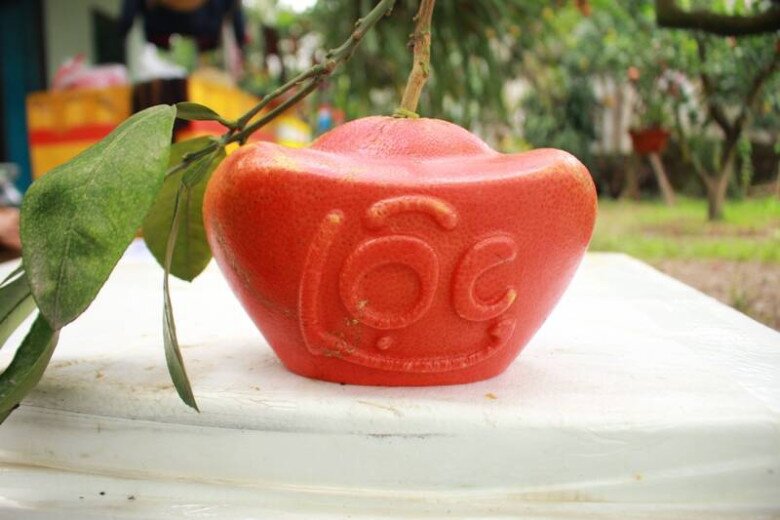 Loại quả xưa không ai ngó ngàng, nay thành đặc sản được dân thành phố ưa chuộng dịp Tết 2026, 400.000 đồng/quả - 3