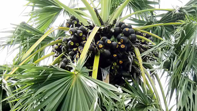 Loại quả xưa rụng đầy không ai ngó ngàng, nay thành đặc sản Tết 200.000 đồng/kg, trồng một lần thu hoạch nhiều năm - 3