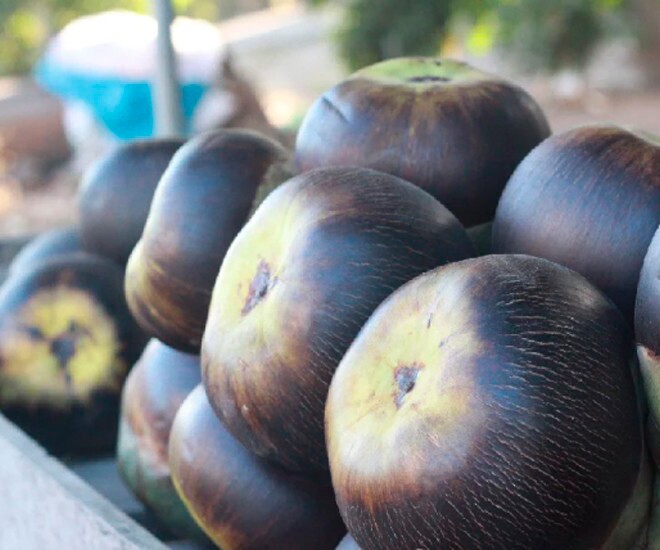 Loại quả xưa rụng đầy không ai ngó ngàng, nay thành đặc sản Tết 200.000 đồng/kg, trồng một lần thu hoạch nhiều năm - 1