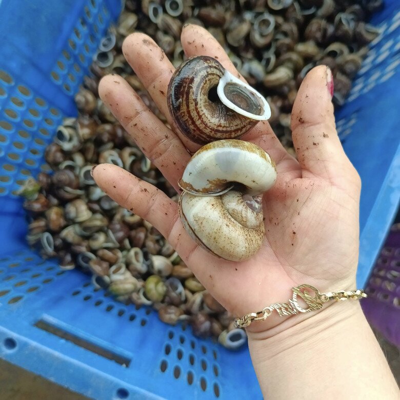 "Lộc trời" xuất hiện khi trời mưa, xưa không ai ngó ngàng nay thành đặc sản nổi tiếng, dân bắt về bán 150.000 đồng/kg - 3