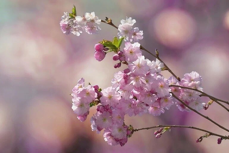 Ngày mai là tiết Lập Xuân năm 2026: 3 việc nên làm, 4 điều nên tránh để cả năm Bính Ngọ đón tài lộc, may mắn - 3