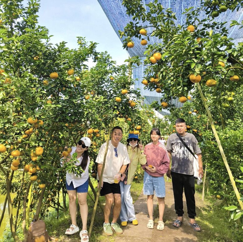 Cách TP.HCM 3 tiếng chạy xe có một "vương quốc quýt hồng", khách du lịch thích mê ghé check-in mỗi ngày - 4