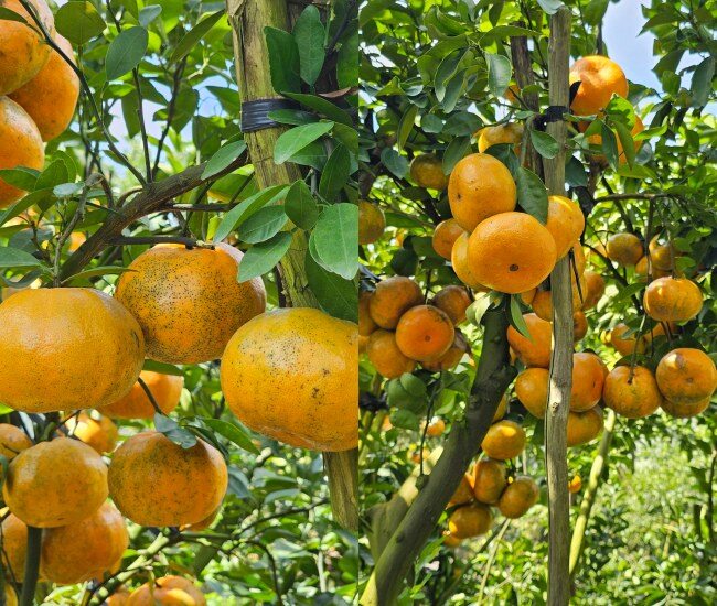 Cách TP.HCM 3 tiếng chạy xe có một "vương quốc quýt hồng", khách du lịch thích mê ghé check-in mỗi ngày - 1