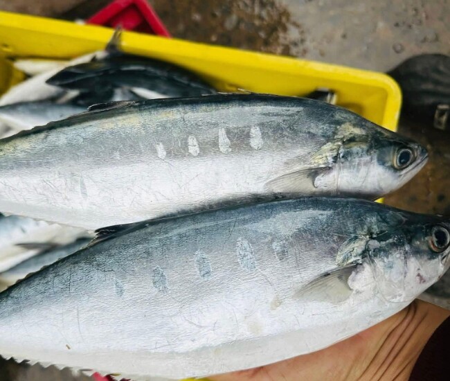 Loại cá xưa có đầy giờ trở thành đặc sản nổi tiếng Quảng Trị, dân sành ăn thi nhau "săn lùng", giá 140.000 đ/kg - 1