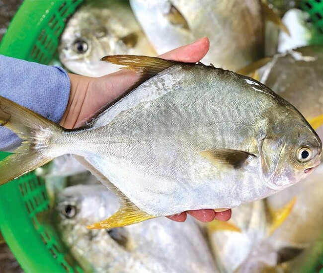 Loại cá có tên giống chim nghe rất hay, thịt lại thơm ngon béo ngậy, "bổ hơn cá hồi", giá 300.000 đồng/kg - 1