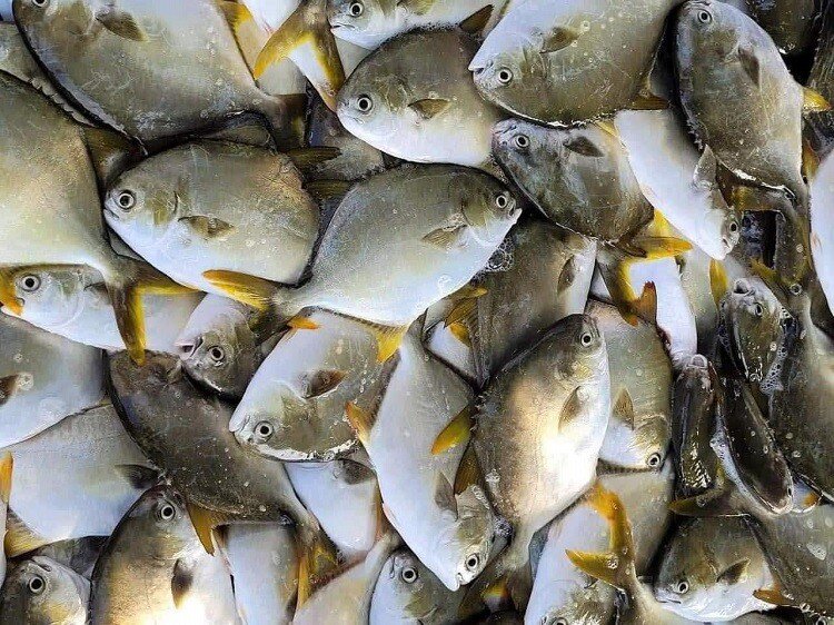 Loại cá có tên giống chim nghe rất hay, thịt lại thơm ngon béo ngậy, "bổ hơn cá hồi", giá 300.000 đồng/kg - 3